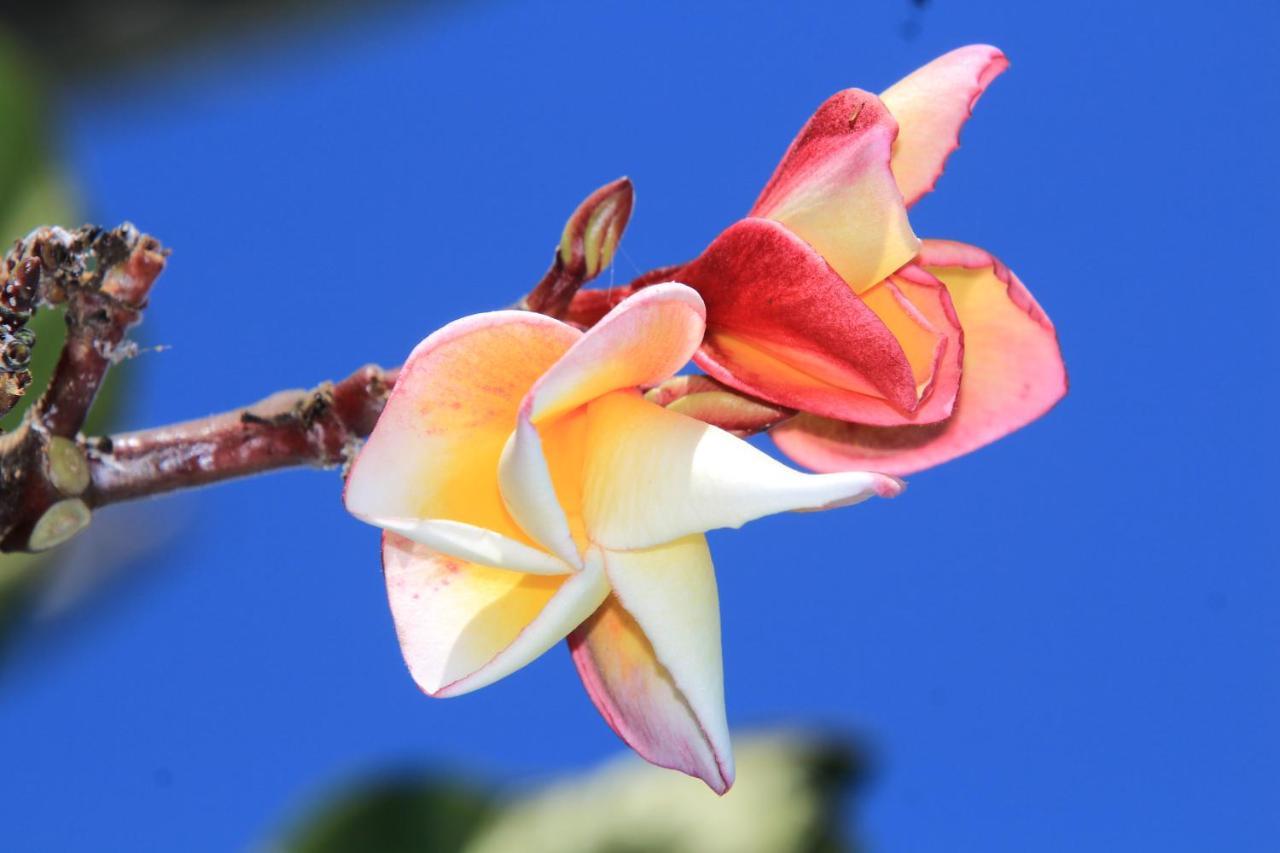 Villa Surgawi โลวินา ภายนอก รูปภาพ