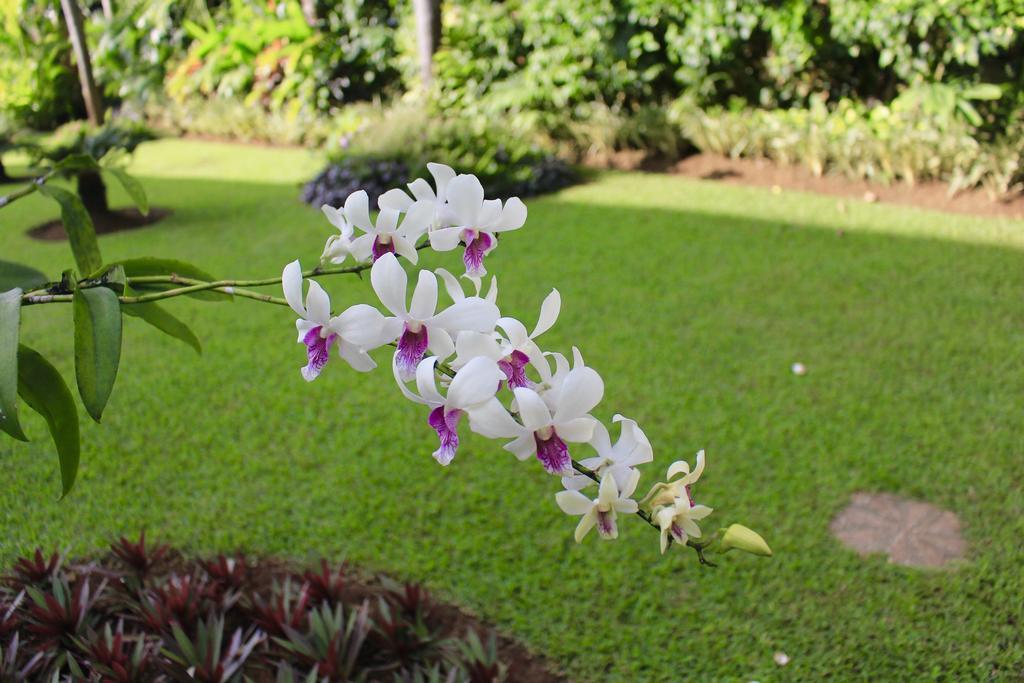 Villa Surgawi โลวินา ภายนอก รูปภาพ